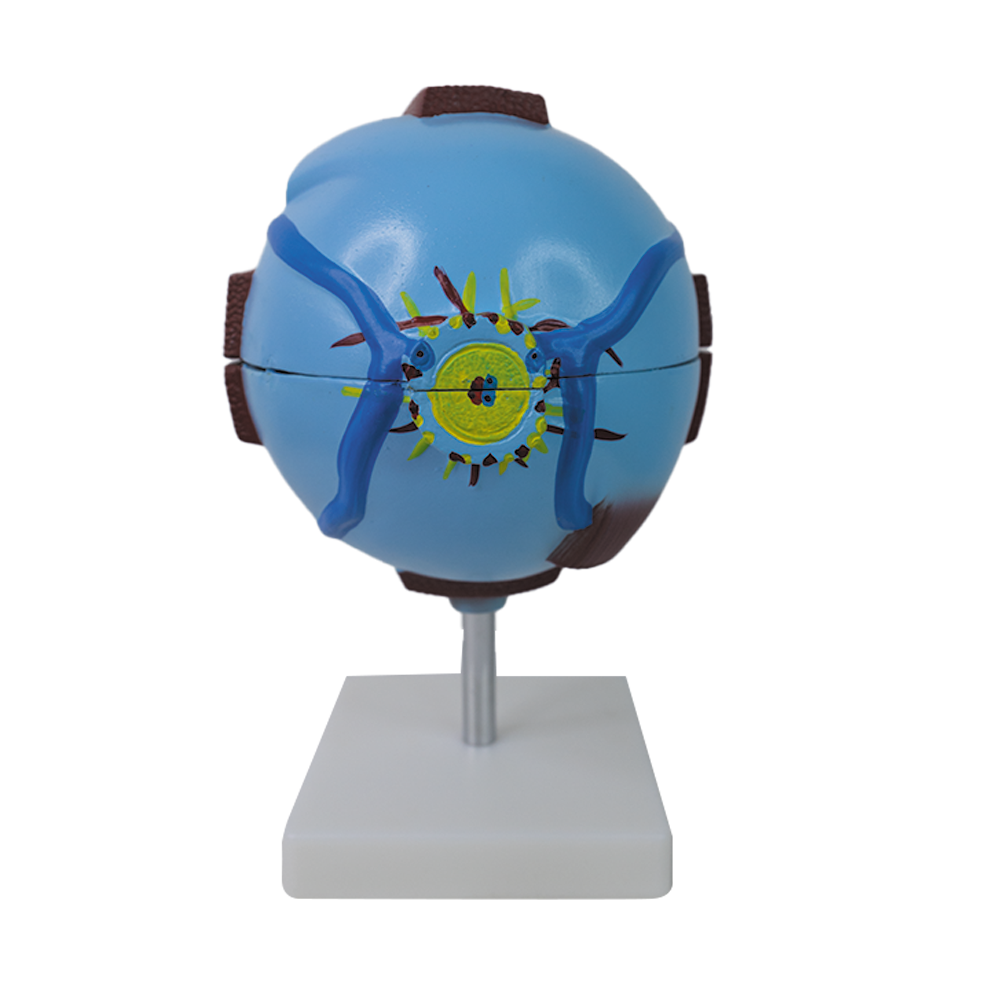 Artifical Model Eye